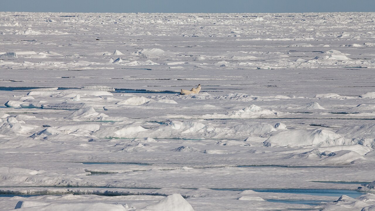 Arctic pack ice at 81° north